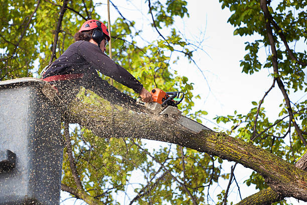 The Steps Involved in Our Tree Care Process in Eddystone, PA